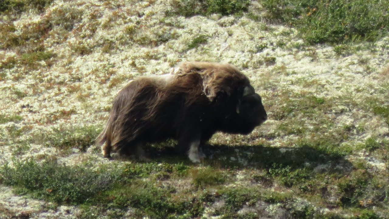Dovrefjell - Rondane Nationalpark 2017 - Trekking Wanderung