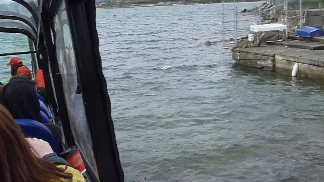 Hippo Bus Ride into the Water