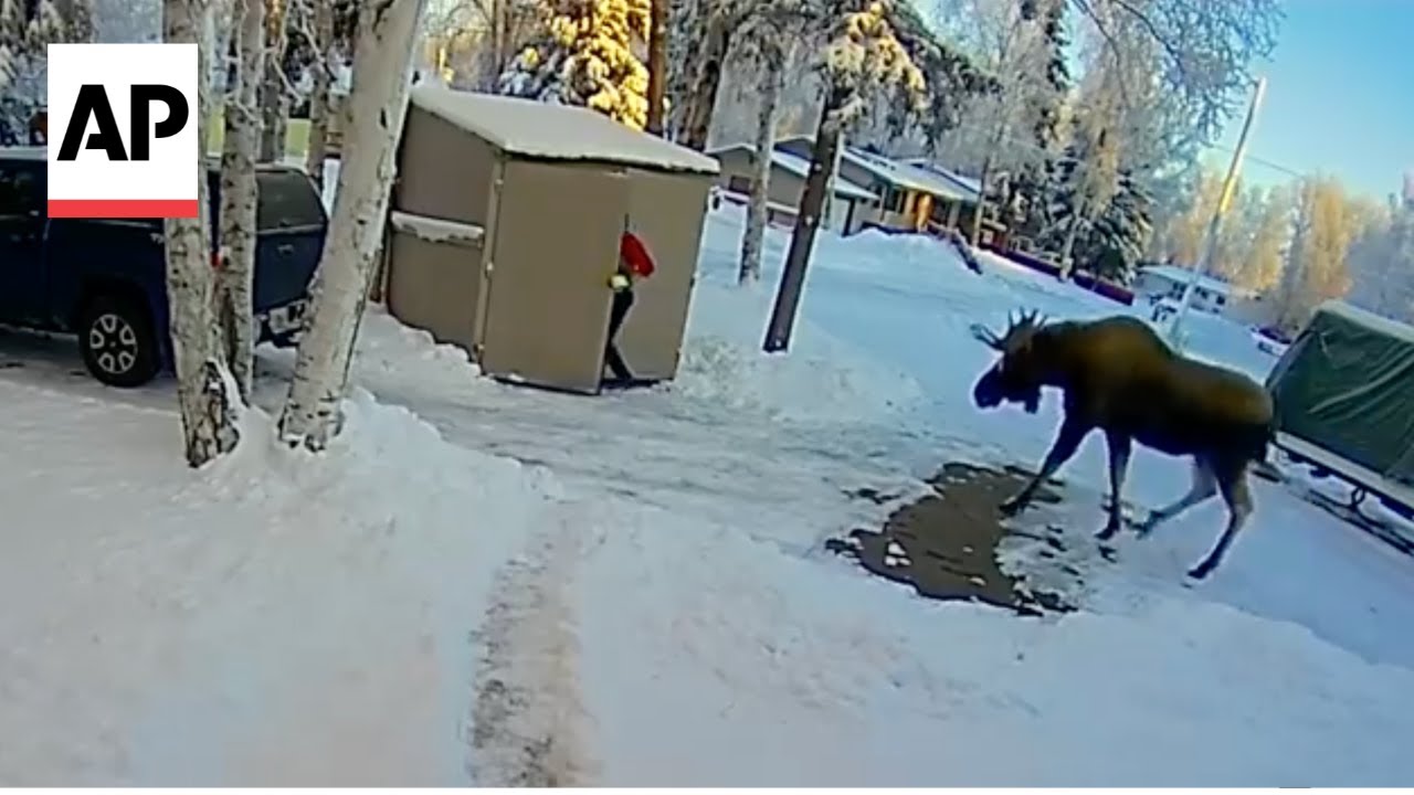 Alaska man backs into his shed as bull moose approaches
