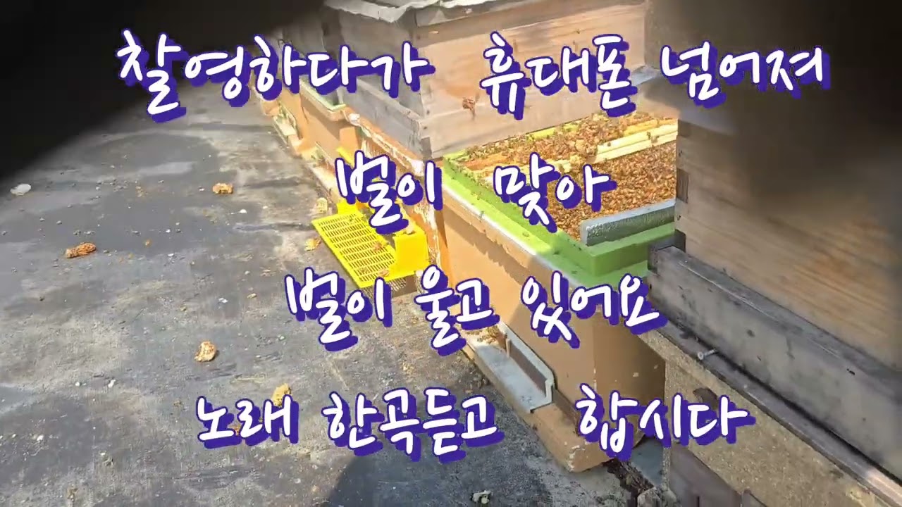 대한 격왕판 설치및 주의사항#여왕벌#양봉#분봉#내검#취미생활
