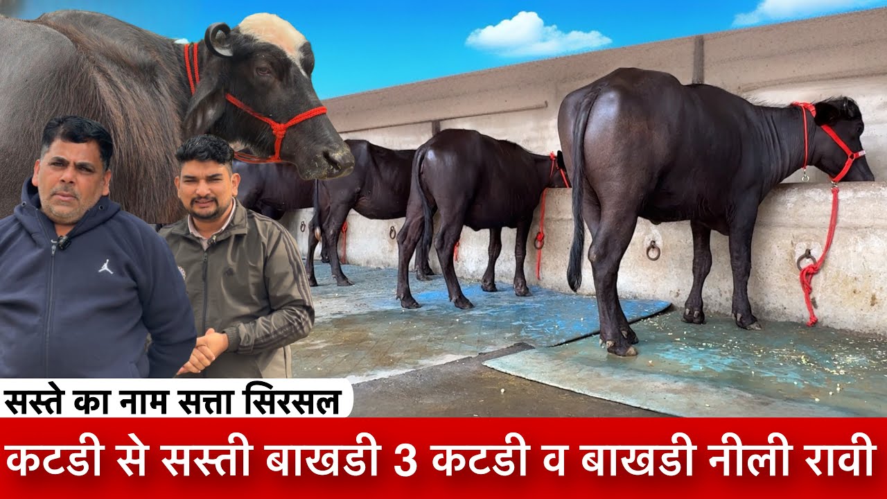 63 हजार में बाखडी व 3 टोप की कटीया झोटी सेल के लिए उपलब्ध Shrma Dairy farm ✅