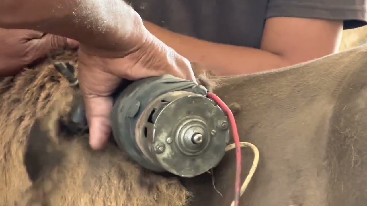 horse hair clipping do or not my views