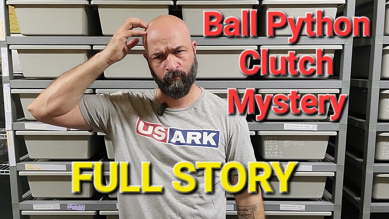 MASSIVE Python Clutch With Big Mystery Combos Revealed