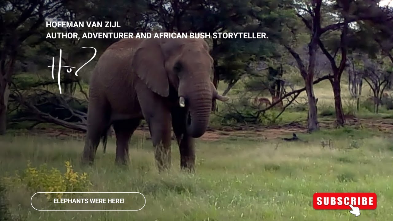 Angola safari 2, E12: Elephants were here! (Hoffman van Zijl Wilderness Wanderer)