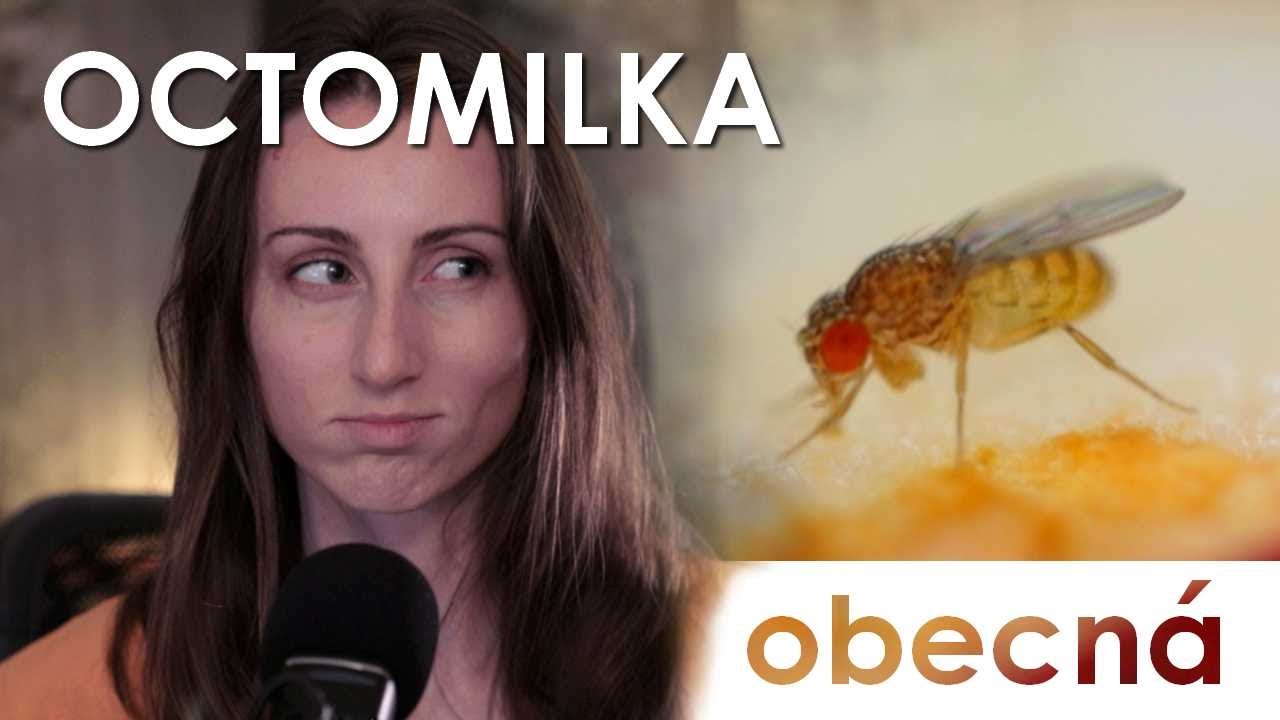 🔮 Rekordman živočišné říše, co si jen tak poletuje po kuchyni 💪 | Octomilka obecná 🪰