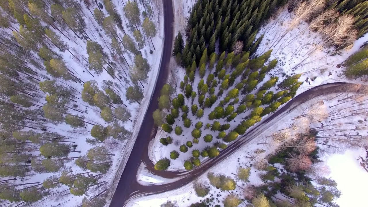 Winter flight over Finland's highest spruce tree 4K drone video