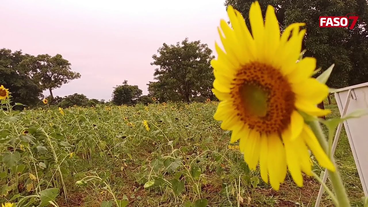 Burkina Faso : Le Commandant Ismaël Sombié se réjouit de la production du tournesol