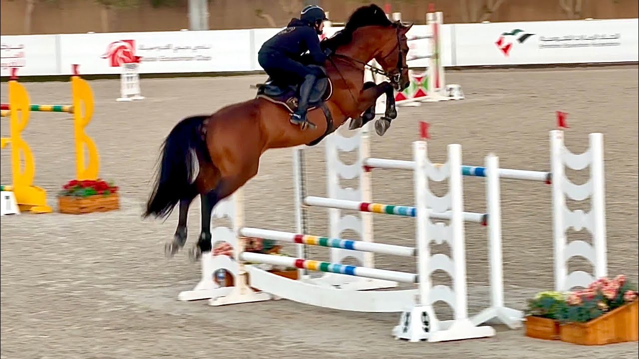 Galb DXB (Cornet Obolensky x Cassini I) Born to fly 🤩 Enjoying his smooth jumping session!! 👌🏻🚀