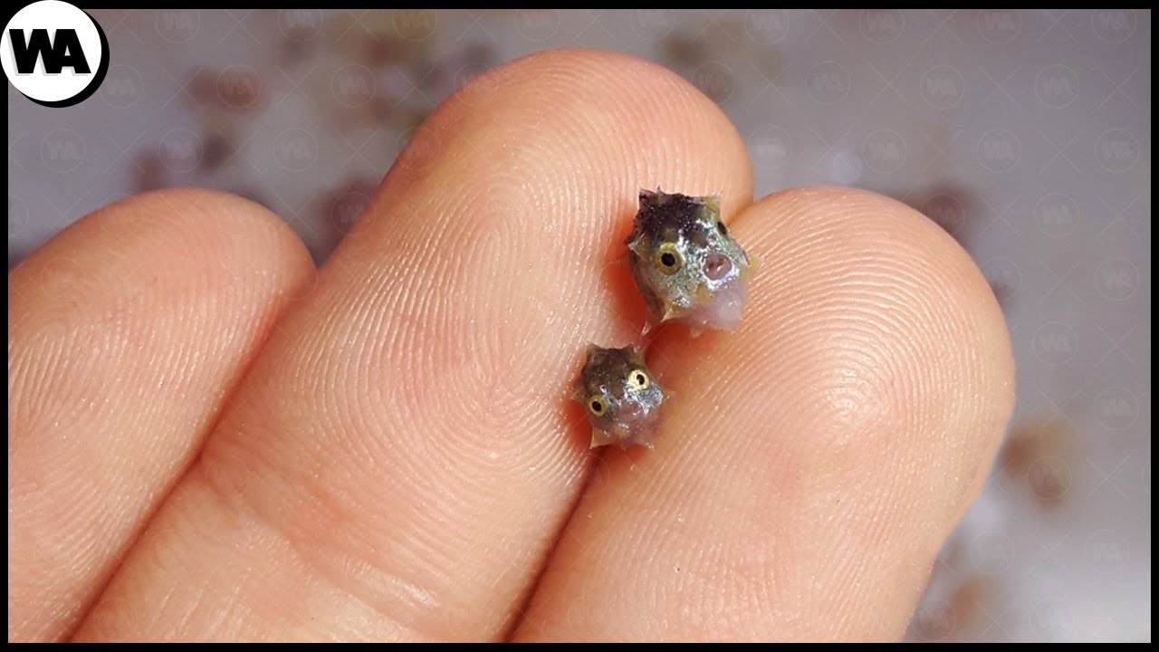 Ce Poisson Grandira Jusqu'&agrave; 2 Tonnes