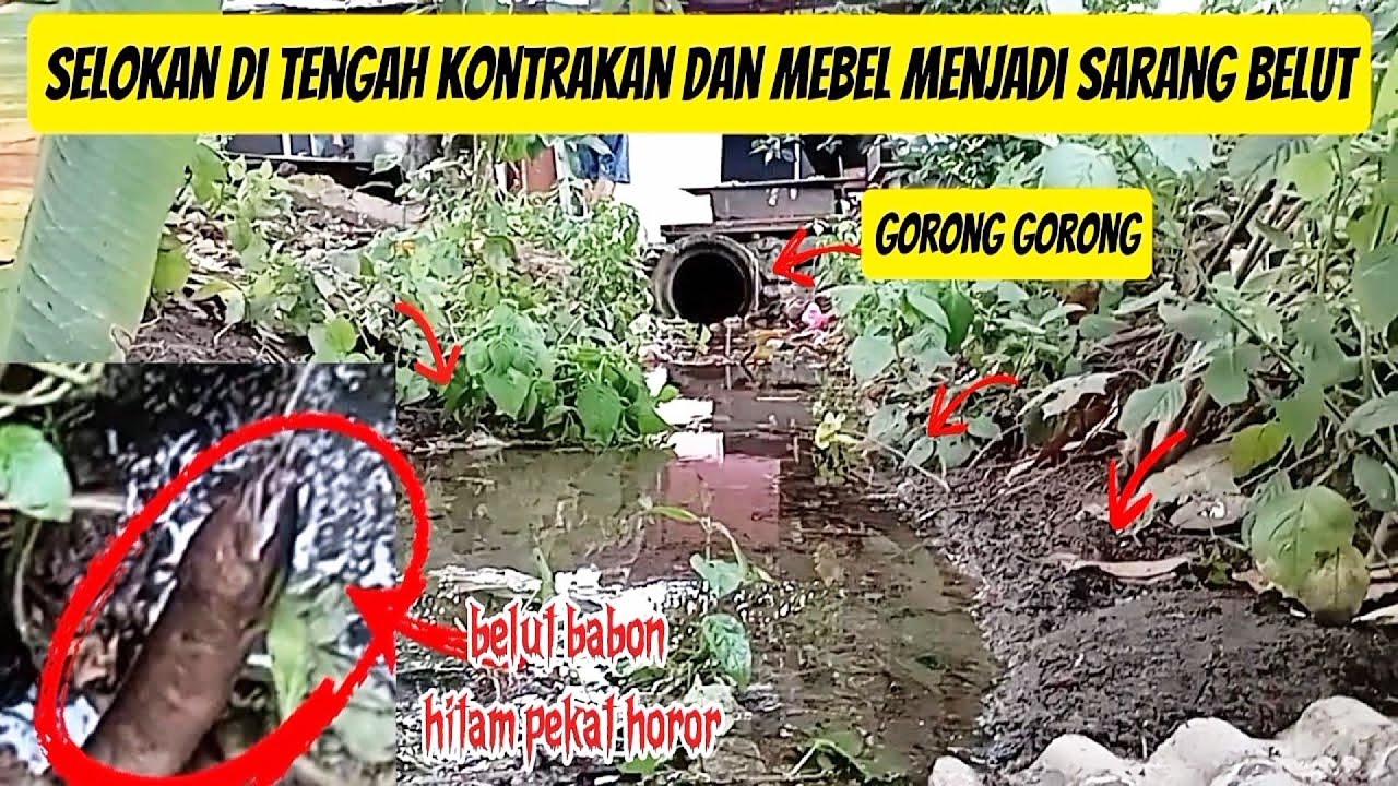MANCING BELUT‼️S3LOKAN DI TENGAH KONTRAKAN MENJADI SARANG BELUT DAN DAPAT BELUT HITAM MENYERAMKAN