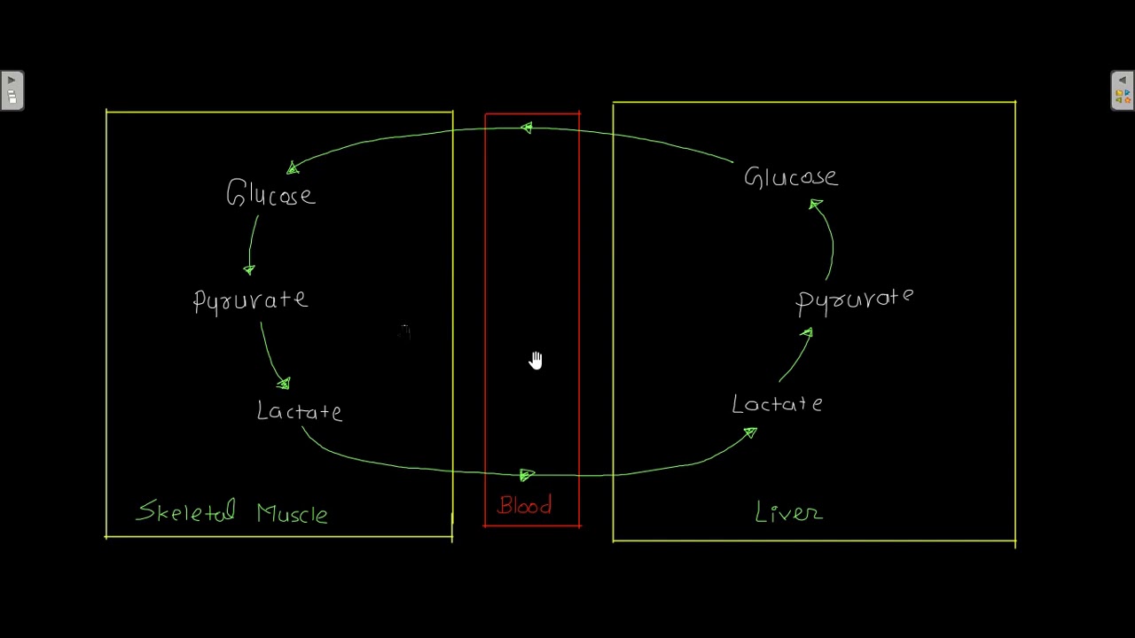 Fermentation