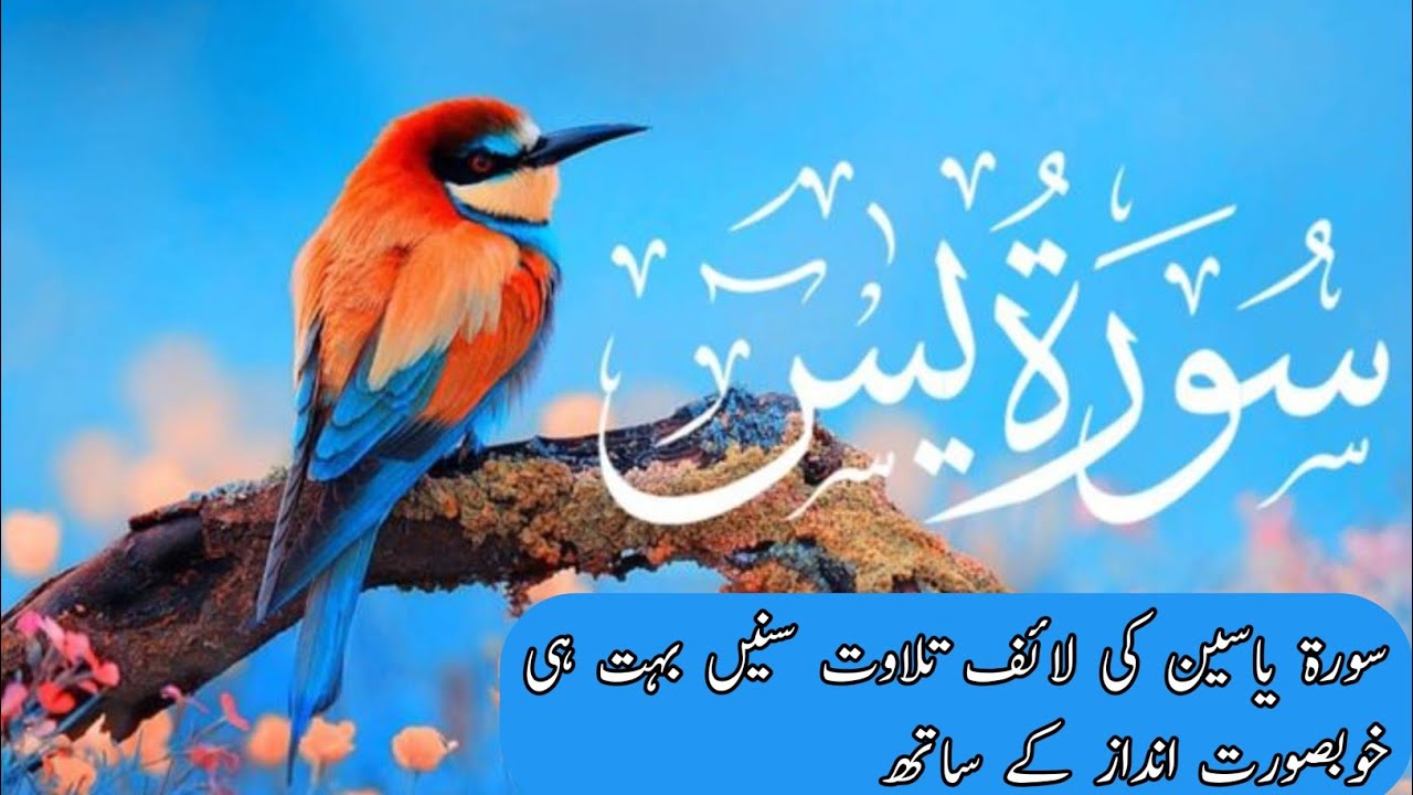 Tanveer Shah  is live!