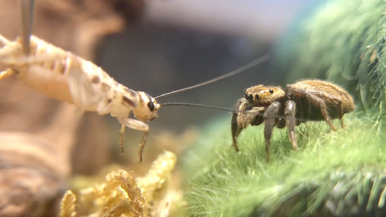 いつもの10倍の生き餌を見せるとクモはこうなる