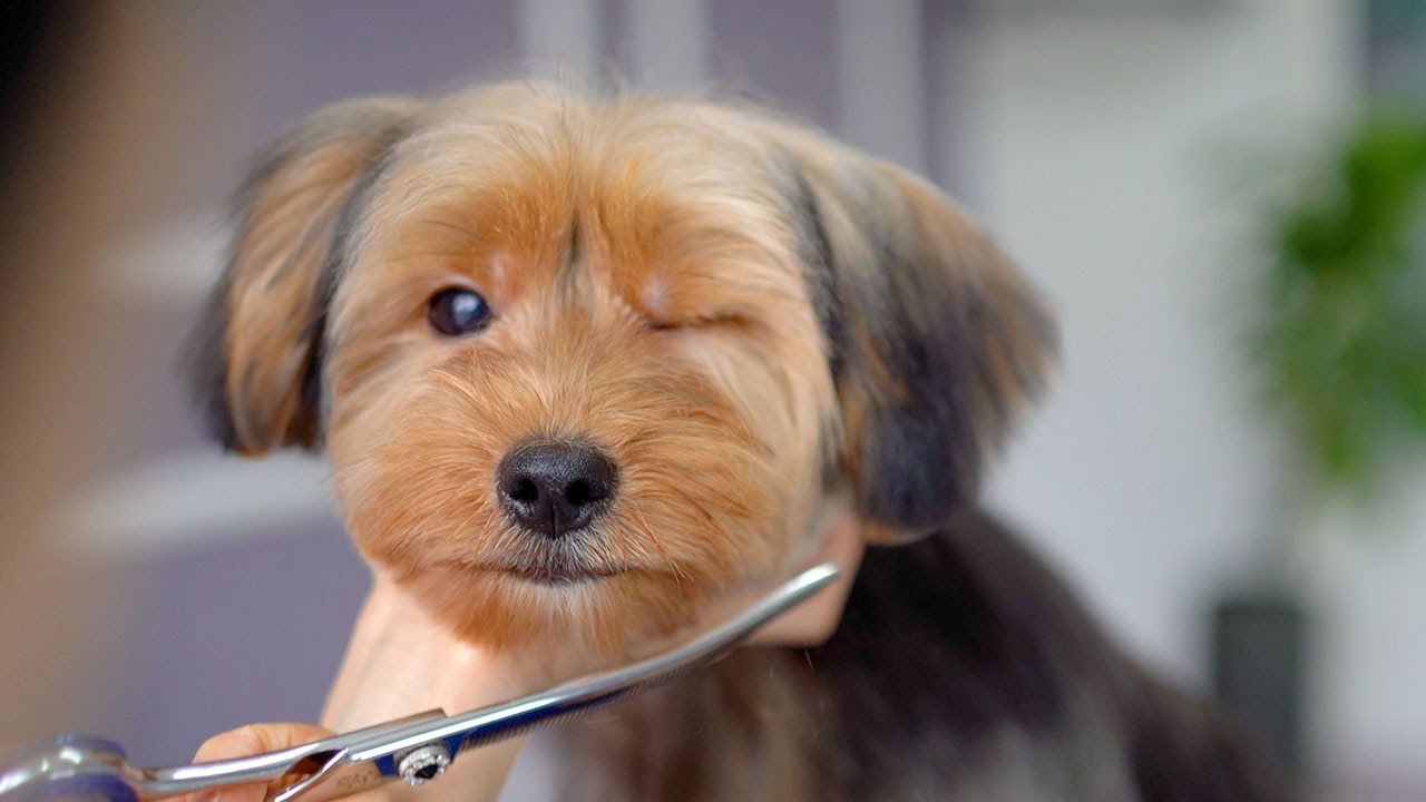 Такой милашка!! Я почти взял его домой. ✂️❤️🐶
