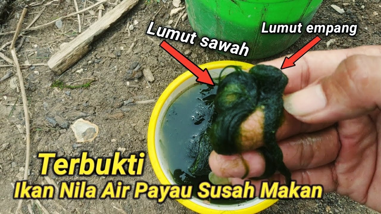 Solusi Mancing Nila di Air Payau Terbukti Ampuh