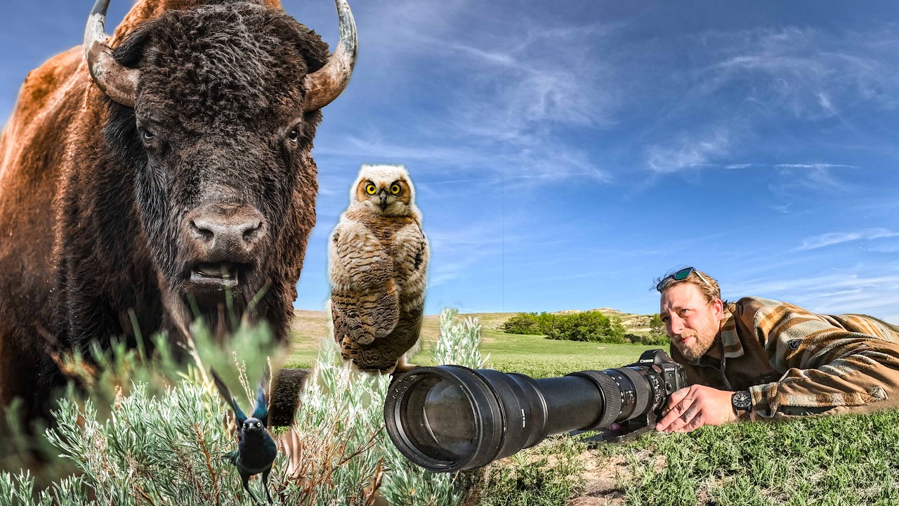 Alaska Bound | Bison, Wild Horses, and Exploring Theodore Roosevelt National Park