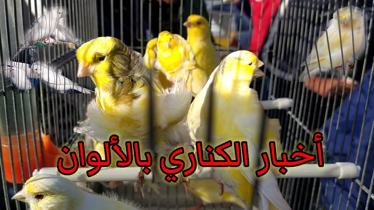 الوفرة و الجودة في سوق سطيف | كناري الشكل
