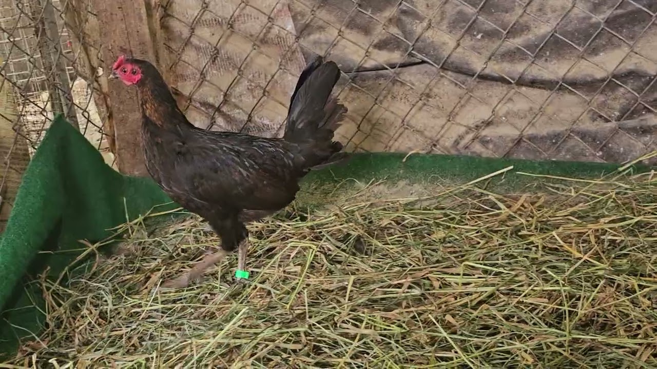 Gallinas de la línea chocolate de césar de los Ángeles D1sp0n1bles inf.8097818747