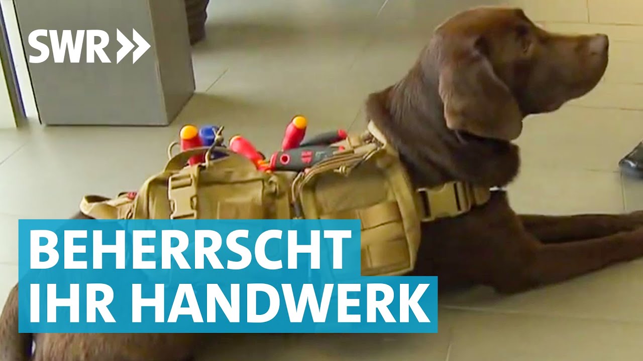Labrador Balou auf Montage | Hunde am Arbeitsplatz