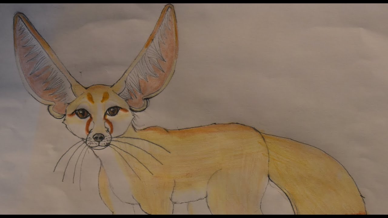 Fennec Fox (Vulpes zerda)