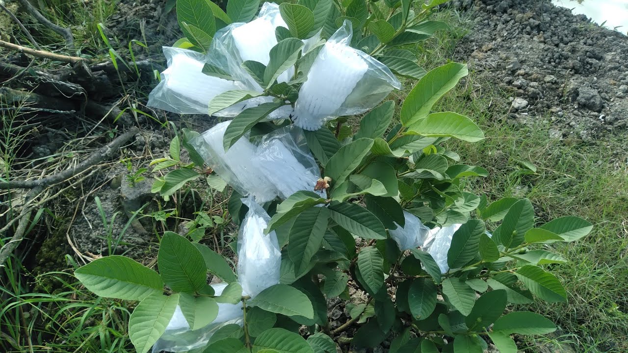 lấy trái ổi cây còn tơ