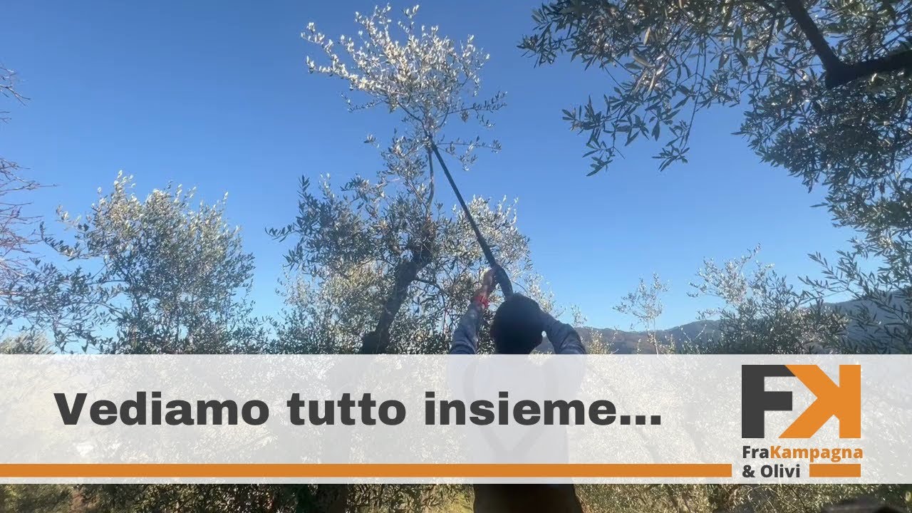 Tutorial potatura olivo passo passo 