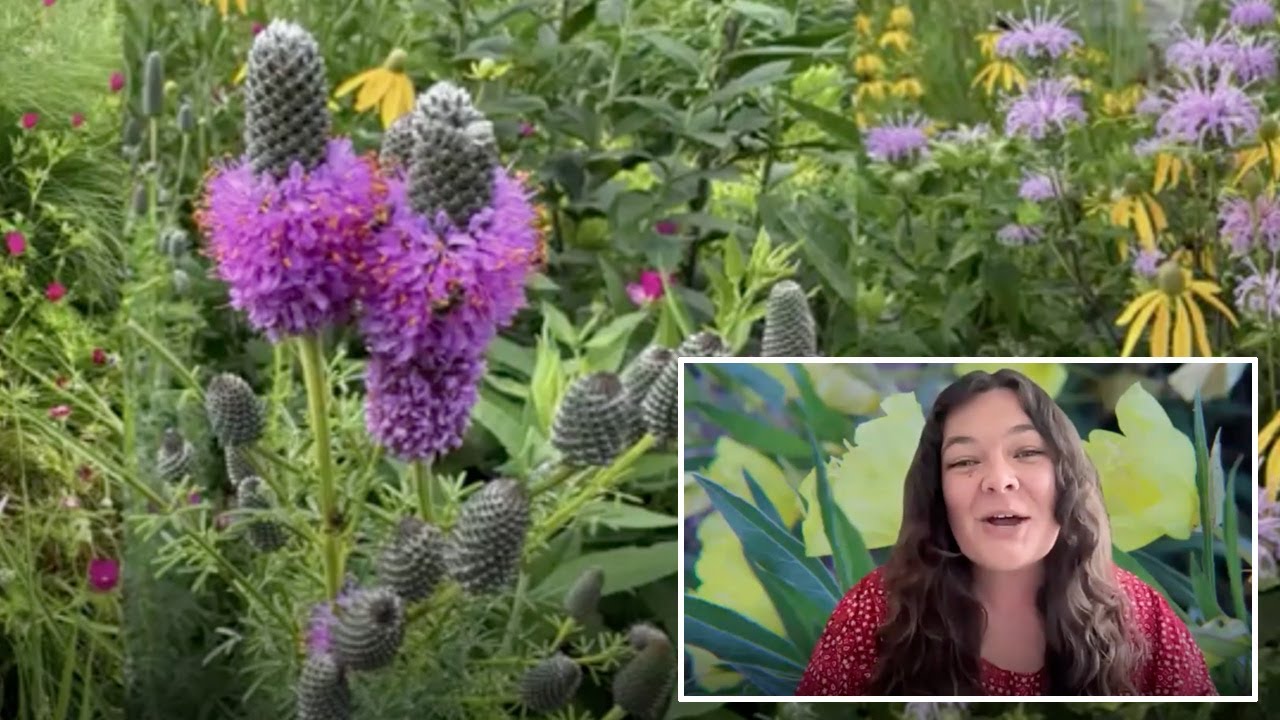 DIY Native Landscape Design with Deep Roots