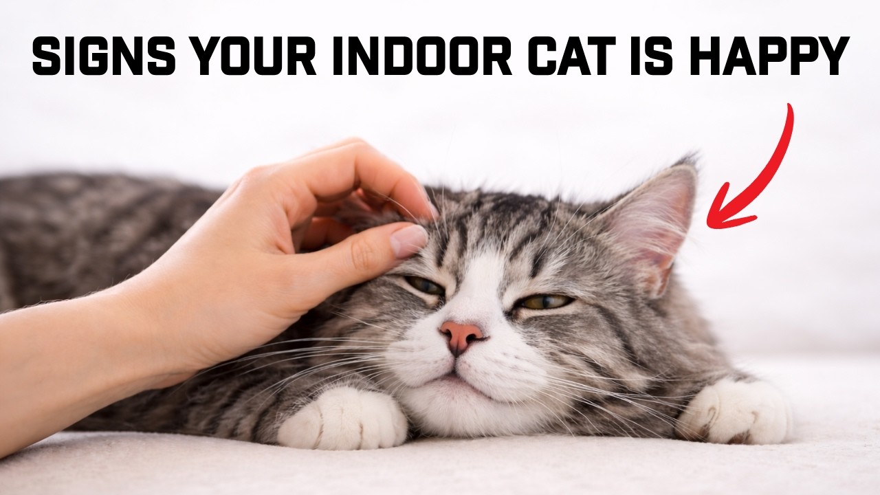 10 Signs Your Indoor Cat Is Leading A Truly Happy Life, Most Owners Miss These