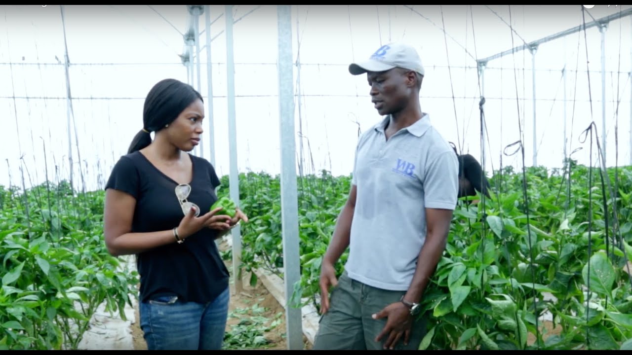 Part I: Greenhouse Farming with Mr Tayo Ilori, MD of LATC Agro