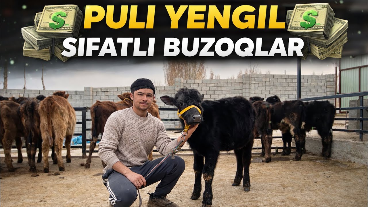 BUZOQCHALARNI ZOR ✅VARYANTLARI KELGAN  💥💥#mollar #optim #chorva #boqish #sirlari