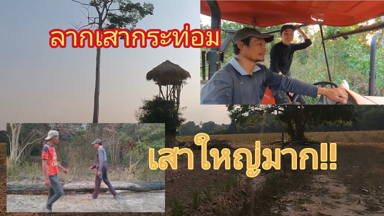 นอนห้างต้นข่อย เตรียมลากเสามาทำกระท่อมหนองมะกอกใหม่ 20/01/69