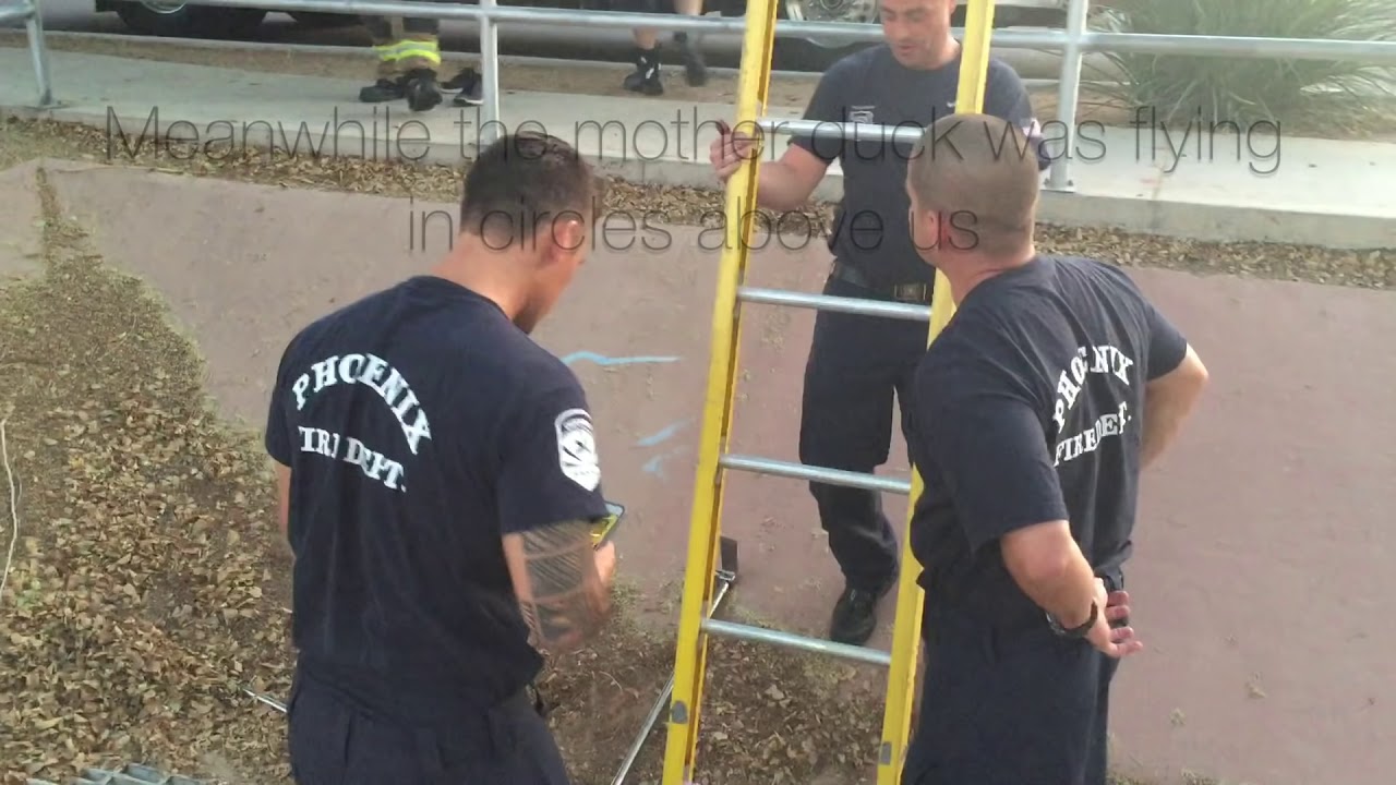 Duck quacking at me leads to baby duck rescue
