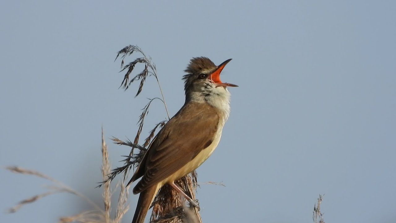 Trzciniak śpiew / Great reed warbler song