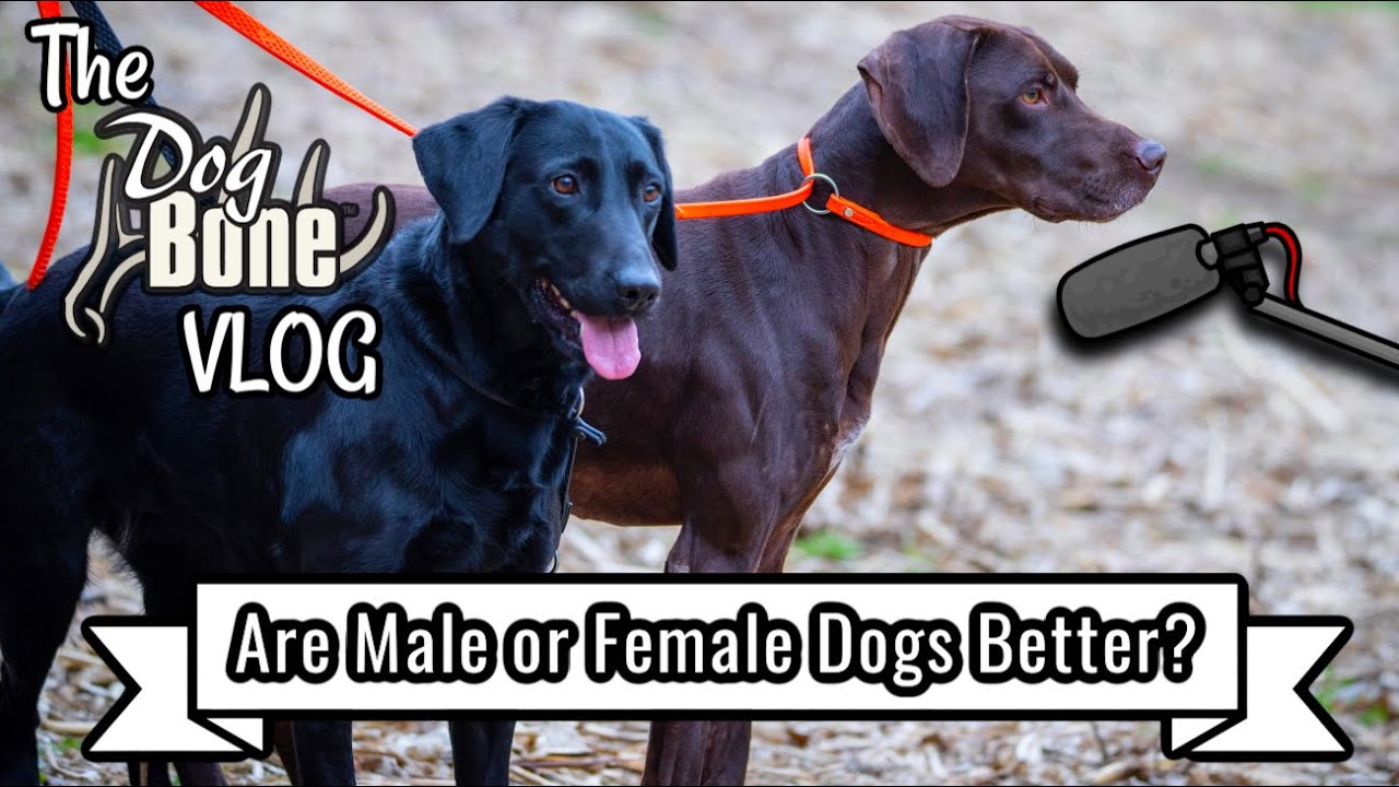 Are Male Dogs or Female Dogs Better | The DogBone VLOG: Ep: #125