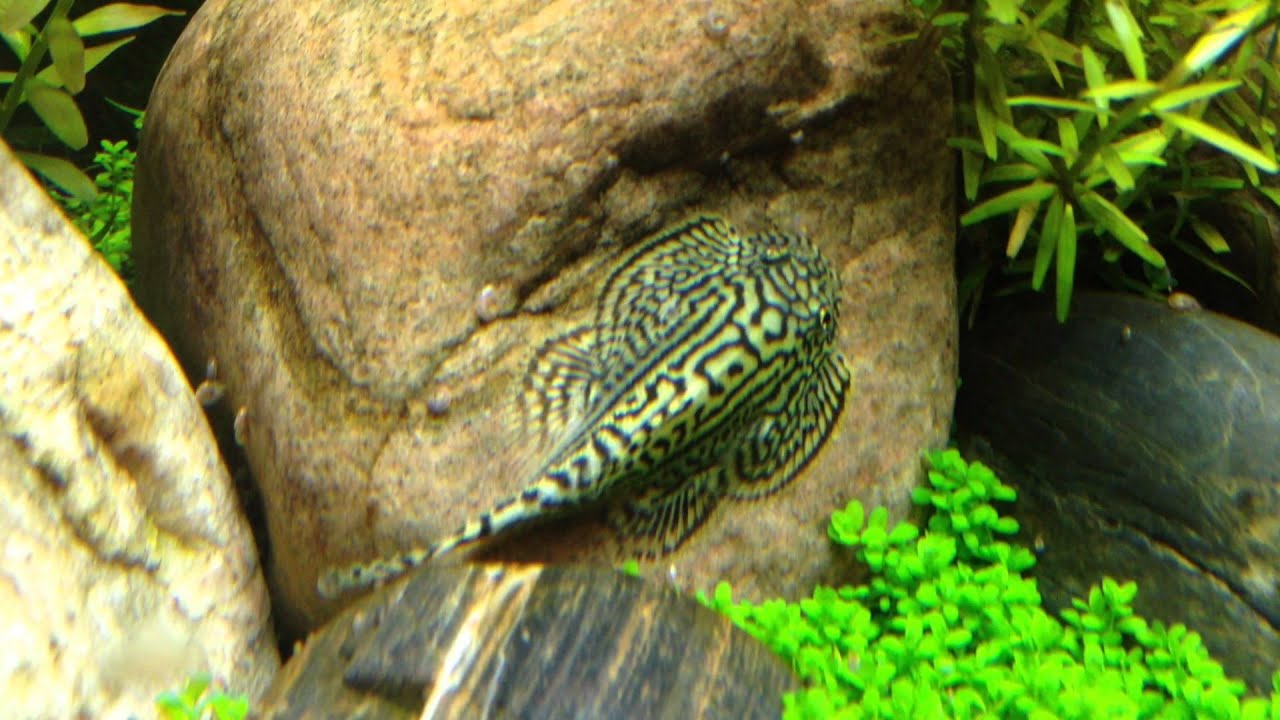DEBUT! Reticulated Hillstream Loach