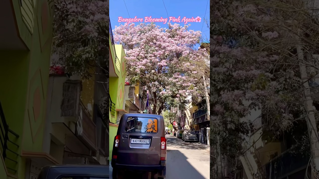 When Bengaluru turns Pink🌸 Tabebuia Rosea💖 #bangalorevlogs #springseason #pinkcity