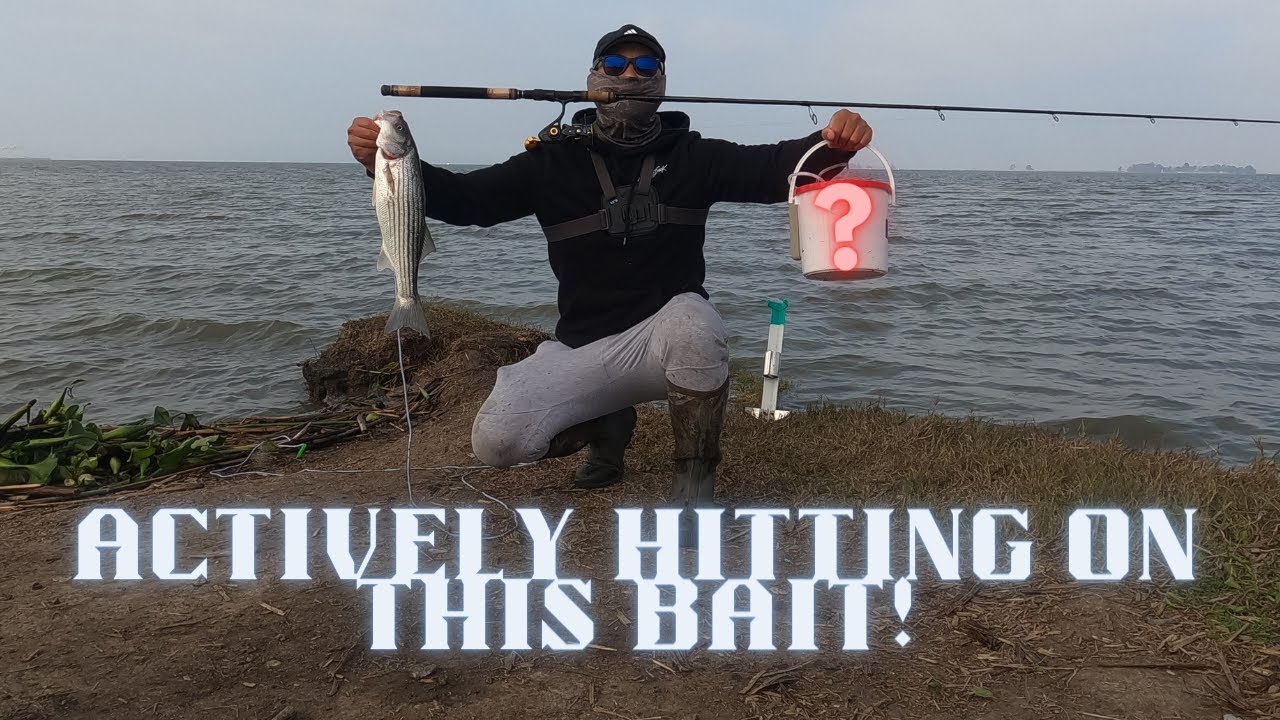 The most accurate Spot to Hook on a Giant Striper and oversized Sturgeon! 2021