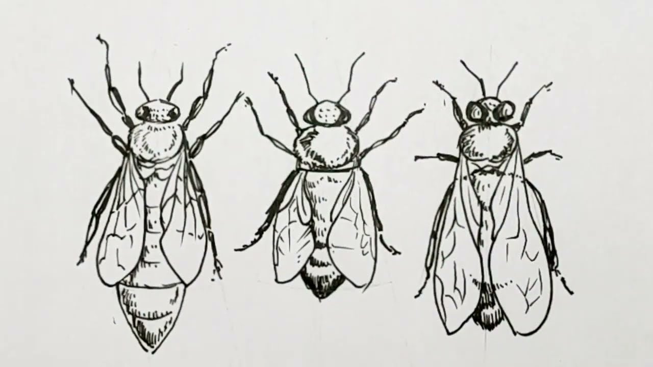 Honey bee Drawing/ How to draw Honey bee practical Drawing