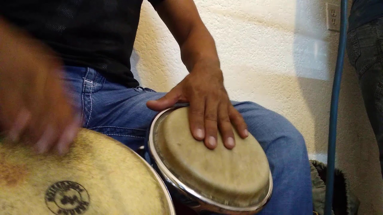Bongo bongocero