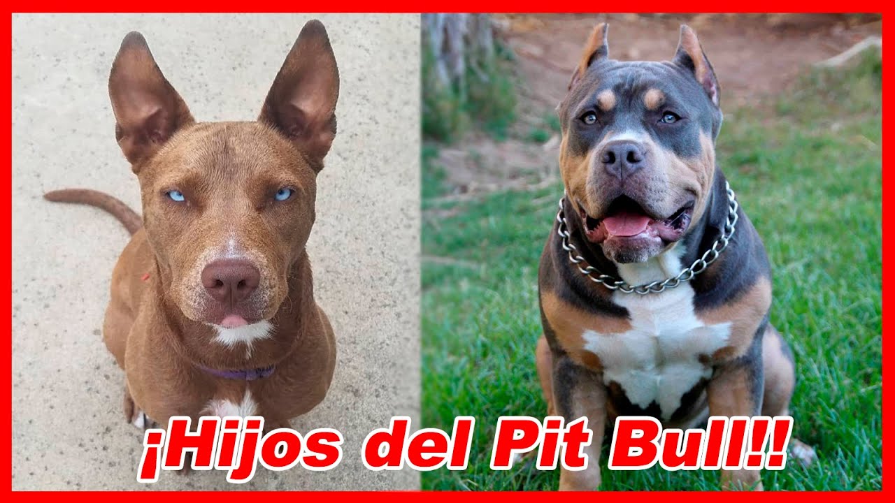 TOP 10 perros MESTIZOS de PIT BULL terrier 🔥 tipo bull