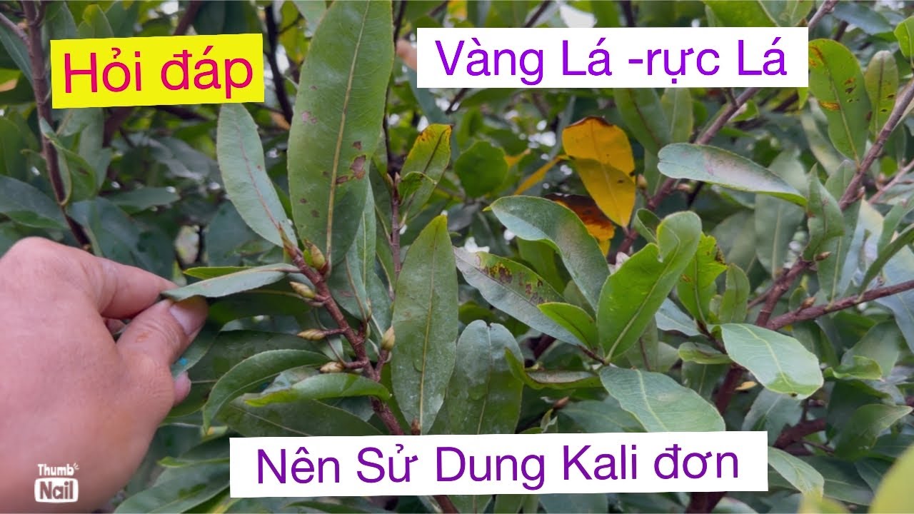 Hỏi đáp,,trước khi lặt lá mai Vtnn vũ 0939191715