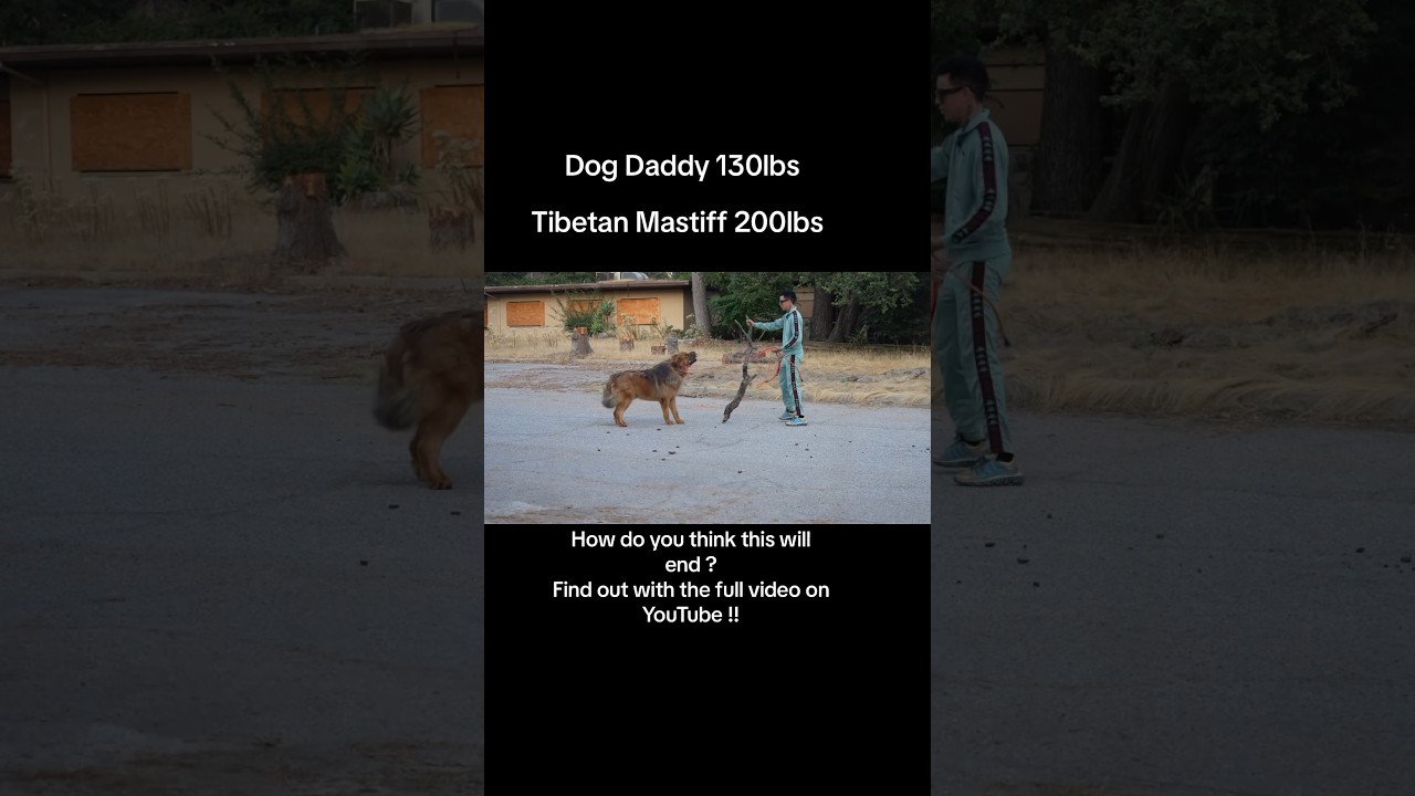 Dog Daddy&rsquo;s Craziest Training Session Ever!!