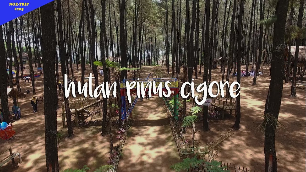 SEJUKNYA HUTAN PINUS CIGORE | Wisata Subang
