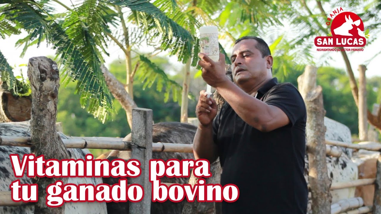 Uso de vitamina ADE e ivermectina en ganado bovino | Granja San Lucas