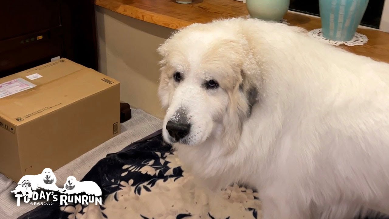 雪の降る中のんきに外で眠っていたアランです　Great Pyrenees　グレートピレニーズ