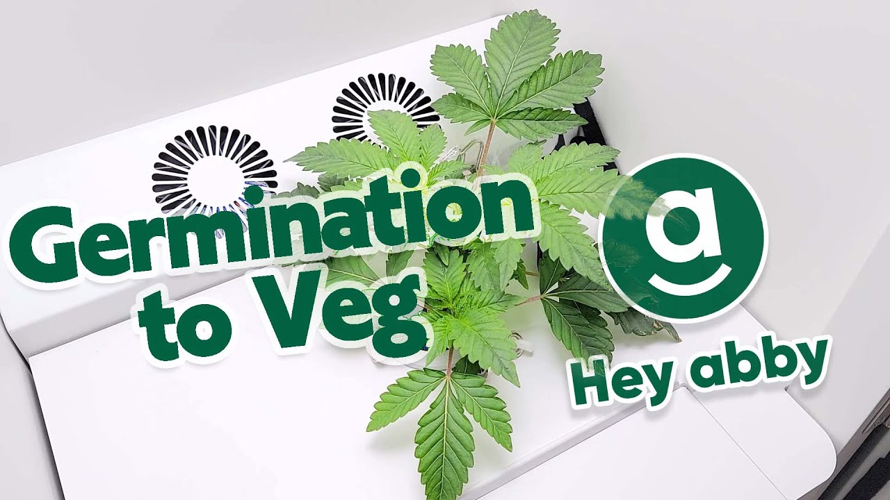 Stealth Grow Box Series &ndash; Episode 1 &ndash; Germination, Sproutlings & Veg &ndash; Hey Abby OG