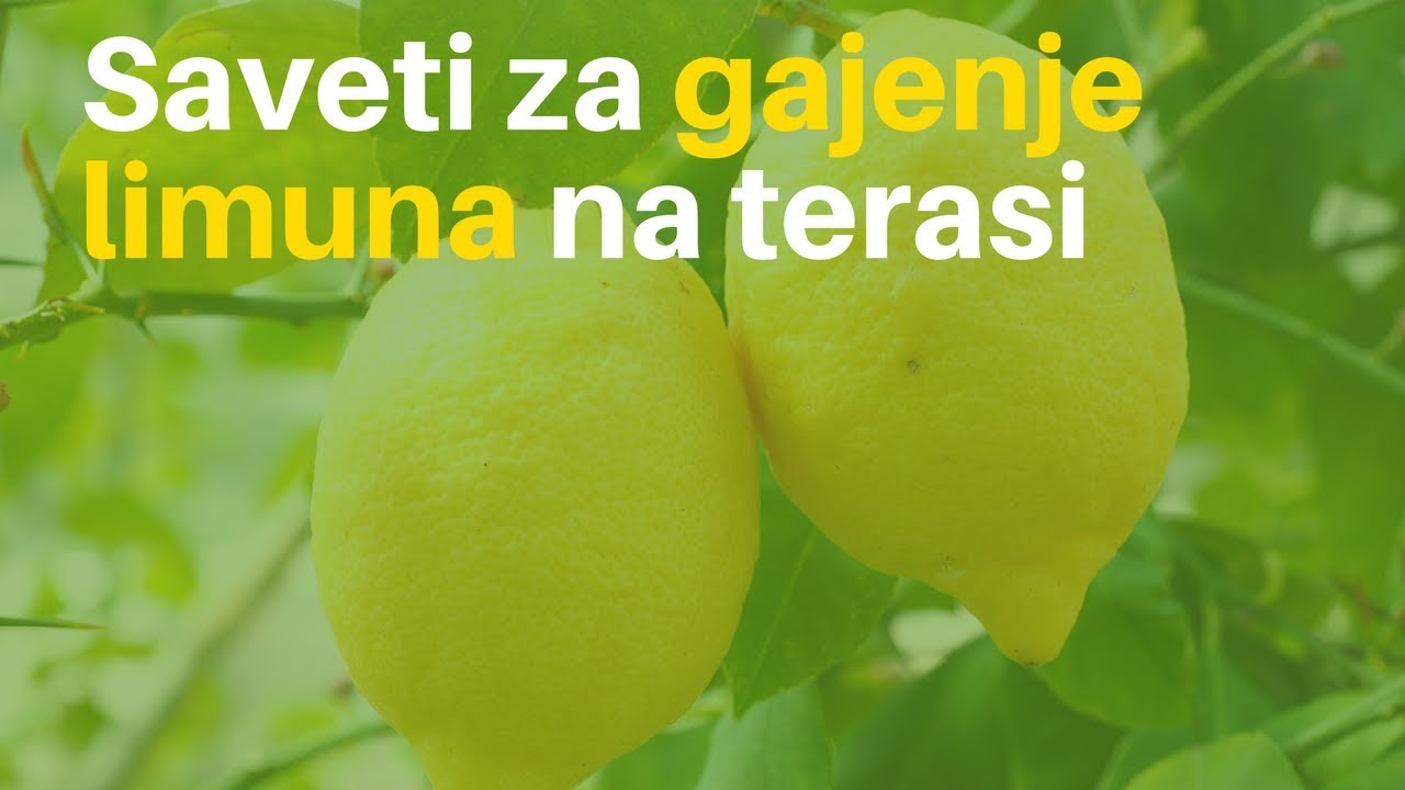 Saveti za Gajenje Limuna na Terasi | Limun - Gajenje, Sadnja | Agromedia