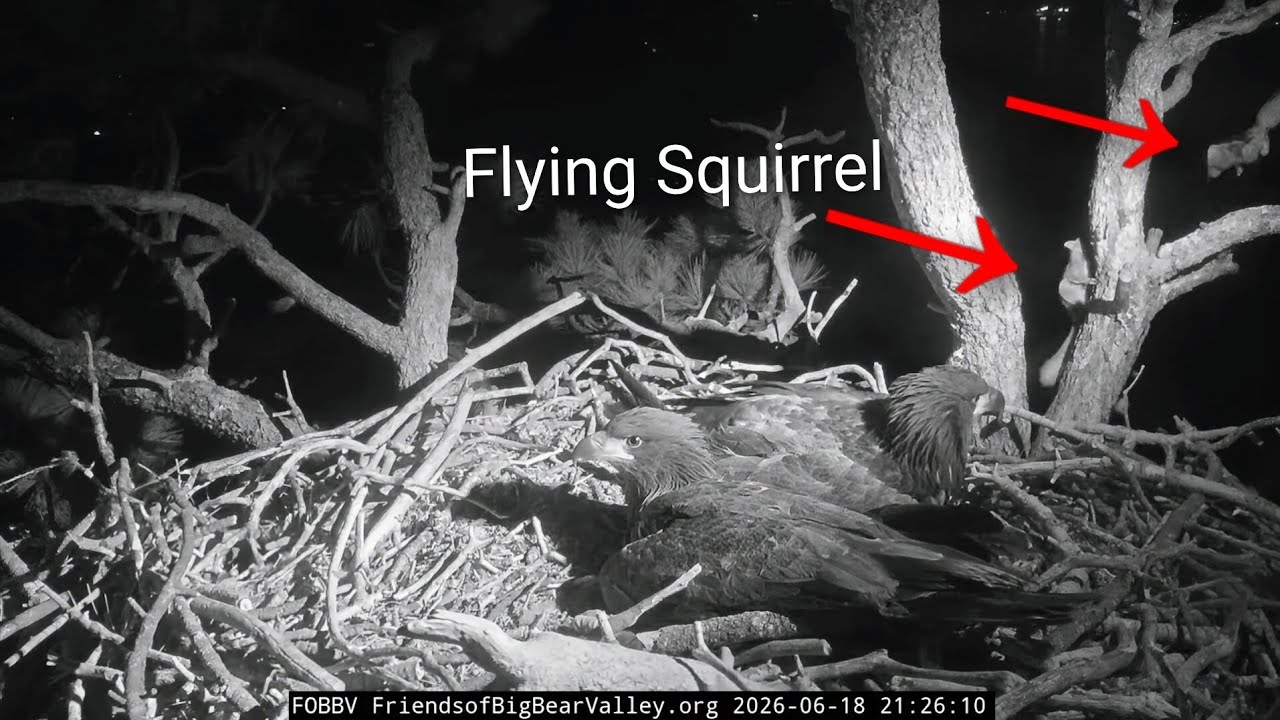 Big Bear Bald Eagles 2026.6.18 🐿️Sandy and Luna were surprised by Fiona (flying squirrel)!