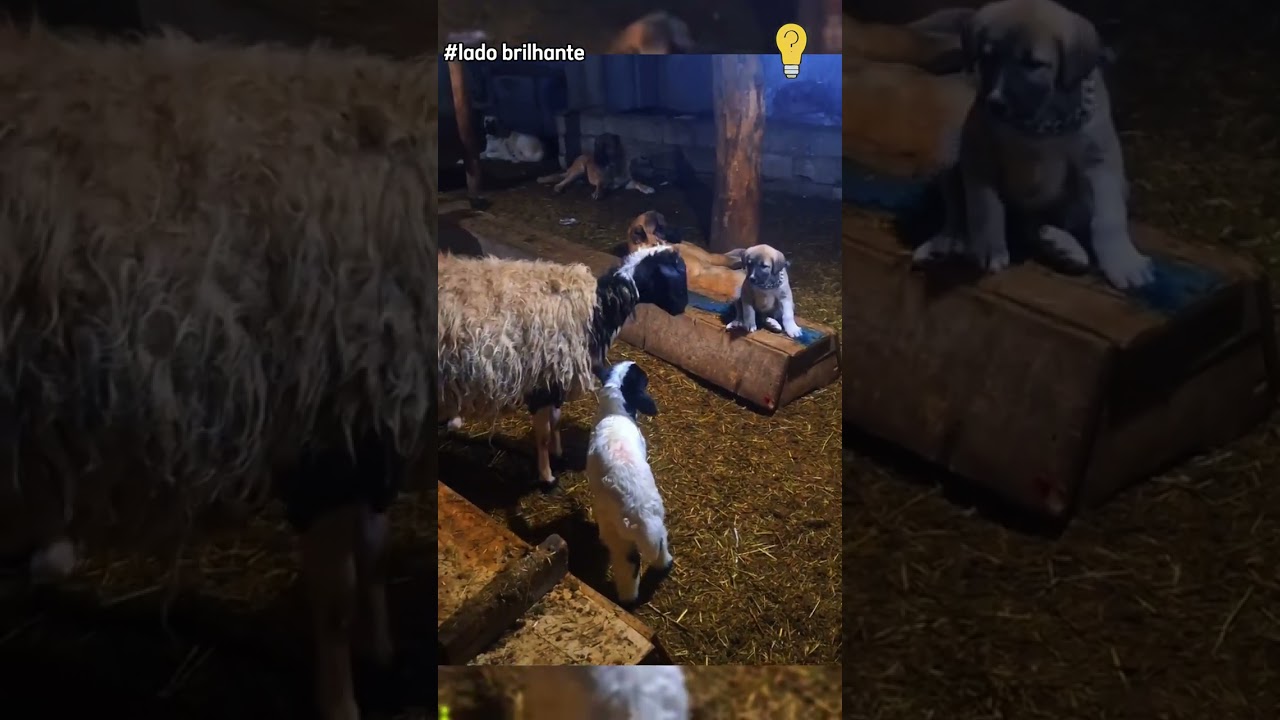 PARTE-7 Animais Salvando Outros Animais!