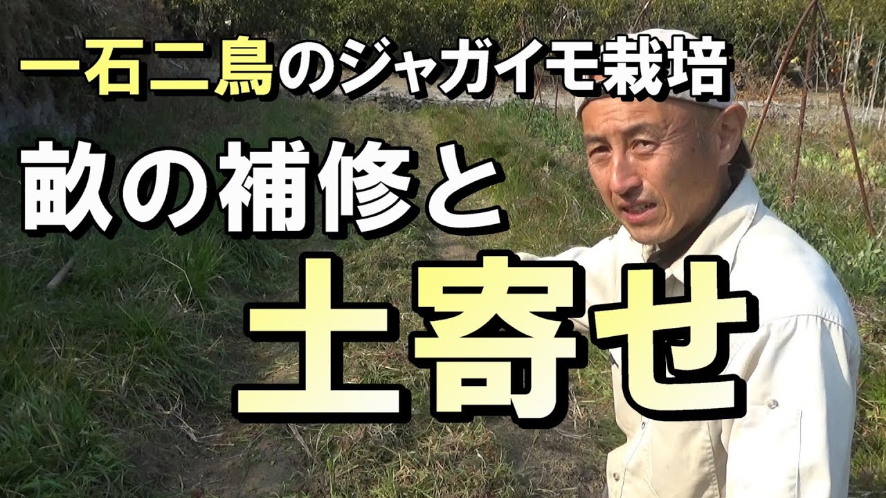 【自然農】　2022年3月11日　一石二鳥のジャガイモ栽培　畝の修復をしながら土寄せを【natural farming】